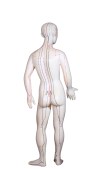 Figur mit Akupunkturpunkten / Meridianen